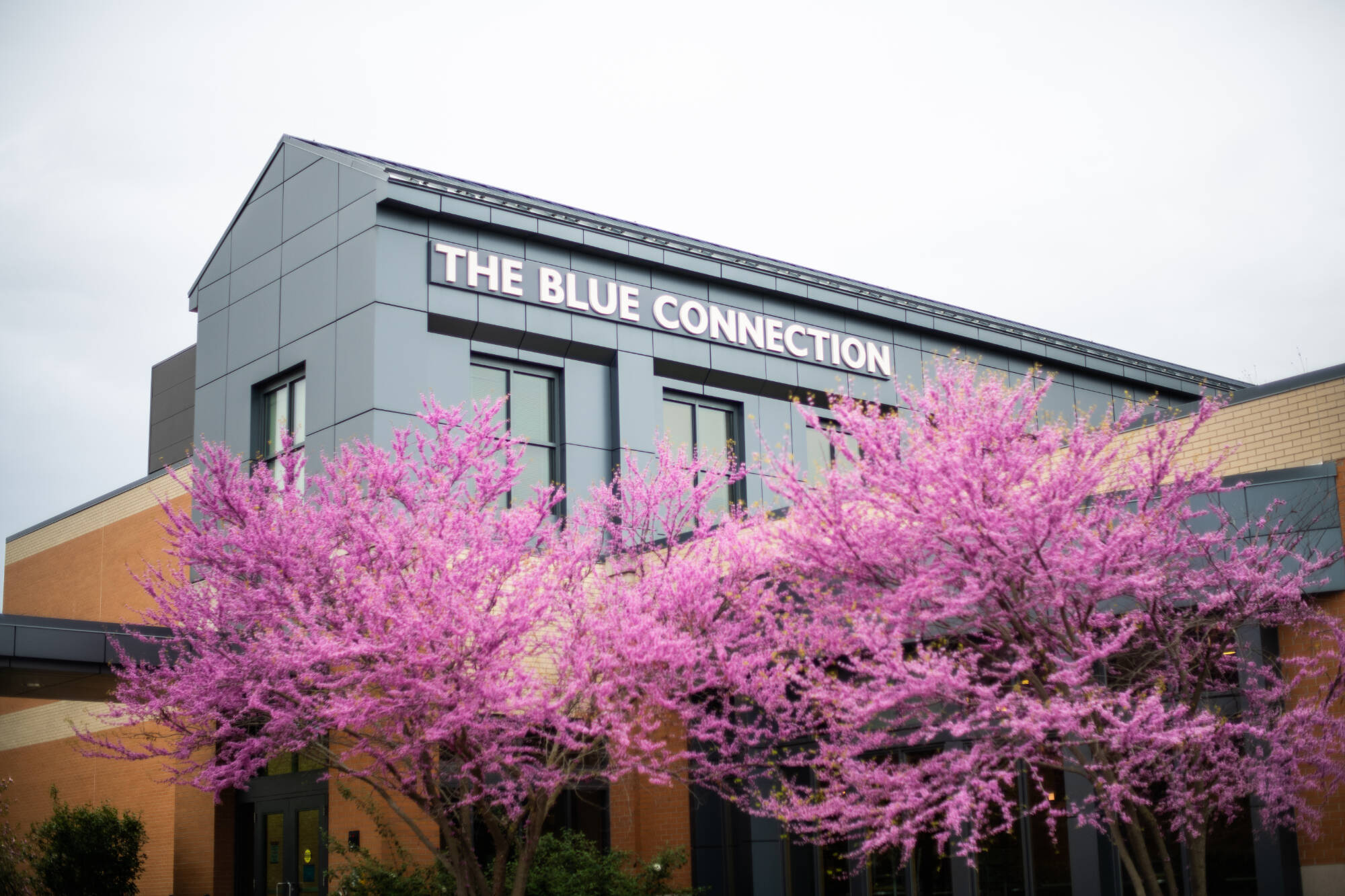 Modern building labeled "The Blue Connection" with pink flowering trees in front.
